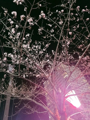 まりのの写メ日記｜トリプルA 横浜高級店ソープ