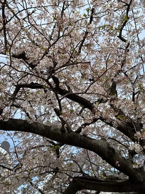 まりのの写メ日記｜トリプルA 横浜高級店ソープ