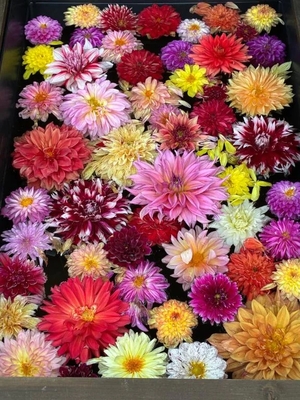 こころの写メ日記|トリプルA 吉原高級店ソープ