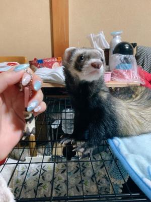 ことりの写メ日記｜ビッグマン 吉原大衆店ソープ