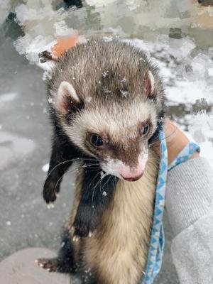 ことりの写メ日記｜ビッグマン 吉原大衆店ソープ