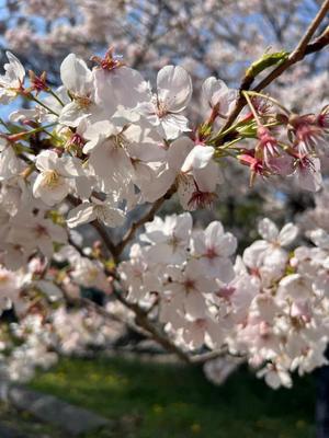 あやのの写メ日記｜ビッグマン 吉原大衆店ソープ