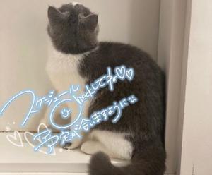 四宮 綾乃の写メ日記｜カサノヴァ 吉原大衆店ソープ