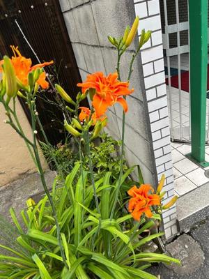 鈴原 さつきの写メ日記｜カサノヴァ 吉原大衆店ソープ