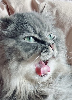 涼子の写メ日記｜シャトーペトラ 吉原大衆店ソープ