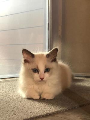 涼子の写メ日記｜シャトーペトラ 吉原大衆店ソープ