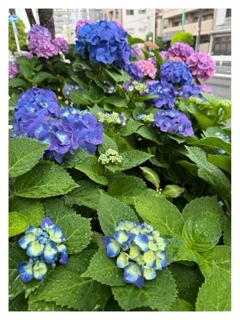 杏樹の写メ日記｜シャトーペトラ 吉原大衆店ソープ
