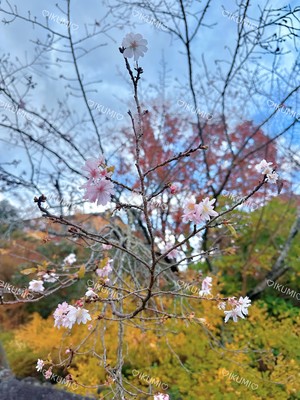 郁美の写メ日記｜シャトーペトラ 吉原大衆店ソープ