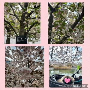 黒木の写メ日記｜シャトーペトラ 吉原大衆店ソープ