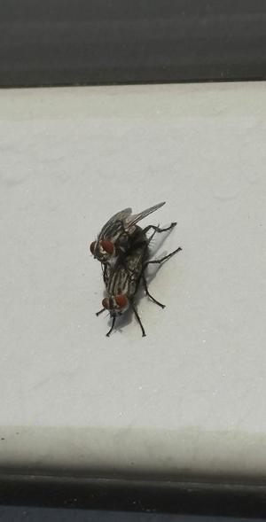 黒木の写メ日記｜シャトーペトラ 吉原大衆店ソープ