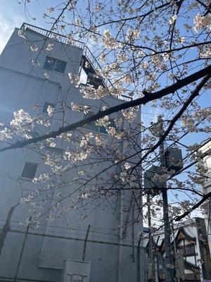 詩音の写メ日記｜シャトーペトラ 吉原大衆店ソープ