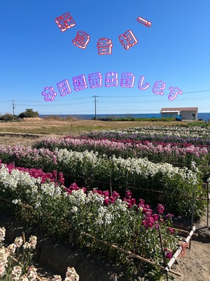 沙織の写メ日記｜シャトーペトラ 吉原大衆店ソープ