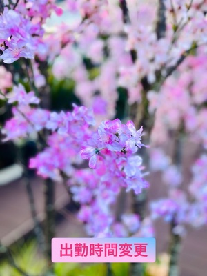 沙織の写メ日記｜シャトーペトラ 吉原大衆店ソープ