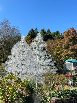 茜の写メ日記｜シャトーペトラ 吉原大衆店ソープ