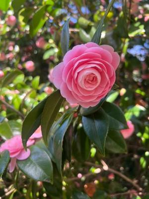 茜の写メ日記｜シャトーペトラ 吉原大衆店ソープ