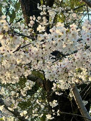 茜の写メ日記｜シャトーペトラ 吉原大衆店ソープ