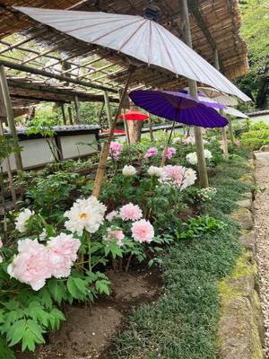 茜の写メ日記｜シャトーペトラ 吉原大衆店ソープ