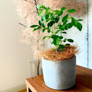 りんごの写メ日記｜クラブ貴公子 吉原大衆店ソープ