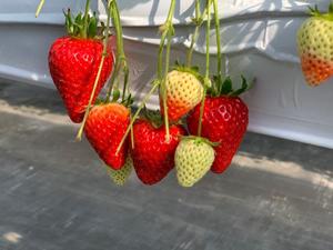 るりの写メ日記｜クラブ貴公子 吉原大衆店ソープ