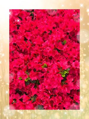 えりかの写メ日記｜クラブ貴公子 吉原大衆店ソープ