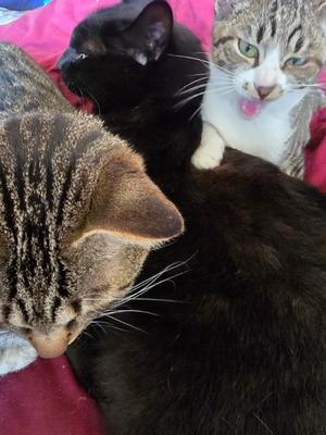 おとはの写メ日記｜クラブ貴公子 吉原大衆店ソープ