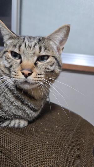 おとはの写メ日記｜クラブ貴公子 吉原大衆店ソープ