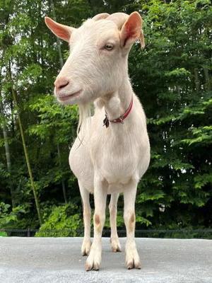 カヲルの写メ日記｜クラブ貴公子 吉原大衆店ソープ