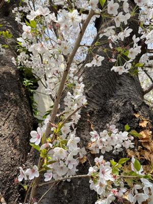 瑞穂の写メ日記｜クラブ貴公子 吉原大衆店ソープ