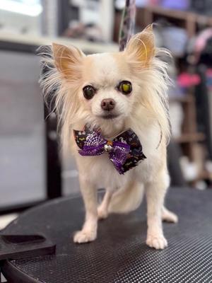 花風（はなか）の写メ日記｜クラブオアシス 吉原大衆店ソープ