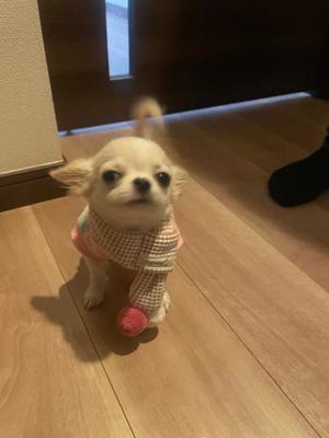 花風（はなか）の写メ日記｜クラブオアシス 吉原大衆店ソープ