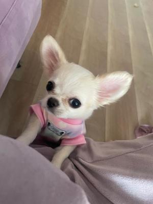 花風(はなか)の写メ日記|クラブオアシス 吉原大衆店ソープ