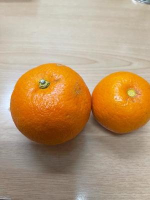 ふうの写メ日記｜クラブオアシス 吉原大衆店ソープ