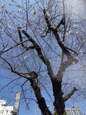 ゆうこの写メ日記｜クラブオアシス 吉原大衆店ソープ