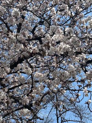 はなびの写メ日記｜クラブオアシス 吉原大衆店ソープ