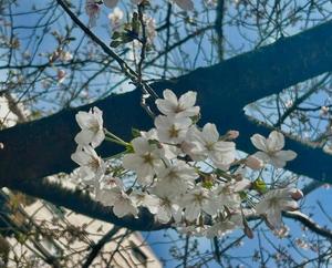 かこの写メ日記｜クラブオアシス 吉原大衆店ソープ