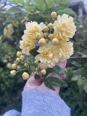 さくらの写メ日記｜クラブオアシス 吉原大衆店ソープ