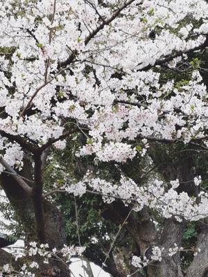 みわの写メ日記｜クラブオアシス 吉原大衆店ソープ