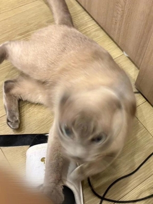 つばきの写メ日記｜コルドンブルー 吉原高級店ソープ