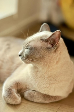 つばきの写メ日記｜コルドンブルー 吉原高級店ソープ