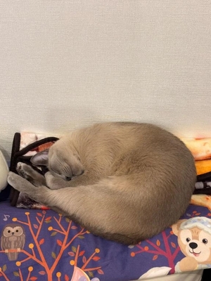 つばきの写メ日記｜コルドンブルー 吉原高級店ソープ