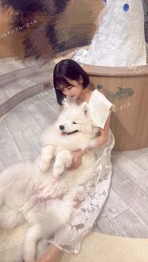 さくらの写メ日記｜コルドンブルー 吉原高級店ソープ