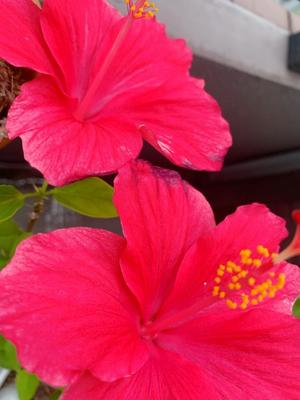 一ノ瀬　あやこの写メ日記｜エル・カーヒル 秘密の刻 吉原高級店ソープ