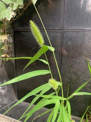 一ノ瀬　あやこの写メ日記｜エル・カーヒル 秘密の刻 吉原高級店ソープ