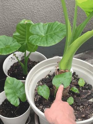 一ノ瀬　あやこの写メ日記｜エル・カーヒル 秘密の刻 吉原高級店ソープ