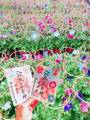 一ノ瀬　あやこの写メ日記｜エル・カーヒル 秘密の刻 川崎高級店ソープ
