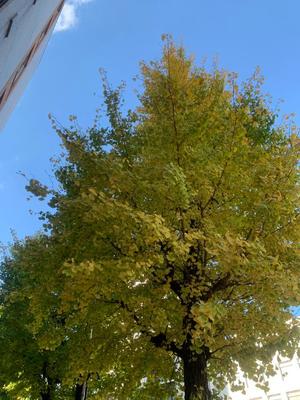 一ノ瀬　あやこの写メ日記｜エル・カーヒル 秘密の刻 吉原高級店ソープ