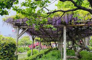 一ノ瀬　あやこの写メ日記｜エル・カーヒル 秘密の刻 吉原高級店ソープ