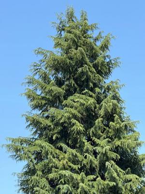 一ノ瀬　あやこの写メ日記｜エル・カーヒル 秘密の刻 川崎高級店ソープ