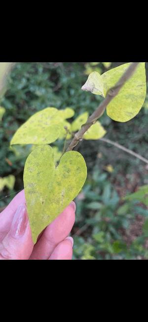 北川　ゆりの写メ日記｜エル・カーヒル 秘密の刻 川崎高級店ソープ