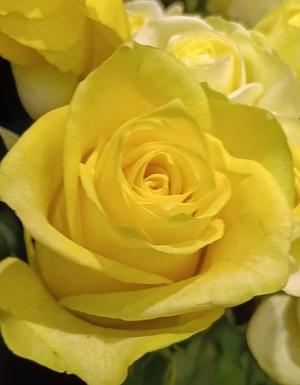 篠田　まやの写メ日記｜エル・カーヒル 秘密の刻 川崎高級店ソープ